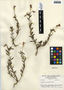Oenothera laciniata Hill, Mexico, G. B. Hinton 11963, F